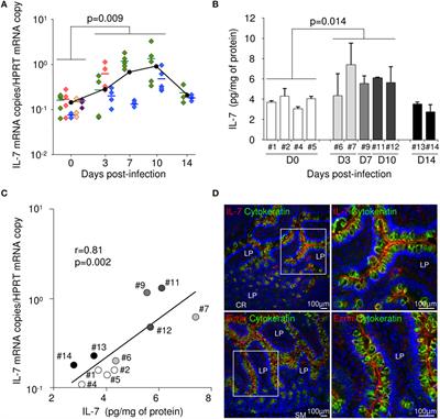 Acute Simian Immunodeficiency Virus Infection Triggers Early and Transient Interleukin-7 Production in the Gut, Leading to Enhanced Local Chemokine Expression and Intestinal Immune Cell Homing